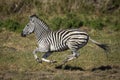 Adult zebra running at full speed in Moremi in Okavango Delta in Botswana
