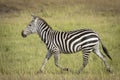 Adult zebra running on green grass in Masai Mara in Kenya