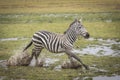 Adult zebra running through wet and muddy plains of Amboseli in Kenya