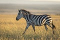 Adult zebra walking through grass in warm morning sunlight in Masai Mara in Kenya