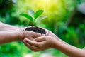 Adults Baby Hand tree environment Earth Day In the hands of trees growing seedlings. Bokeh green Background Female hand holding tr Royalty Free Stock Photo