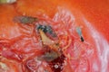 Adults of Drosophila suzukii. It is a fruit fly a major pest species of many kind of fruits. Beside the parasitic wasp.