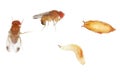 Adults, larva and pupa of Drosophila suzukii - commonly called the spotted wing drosophila or SWD