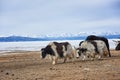 Adults Mongolian yaks