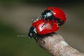 Adults of red leaf beetle Chrysomela populi mating