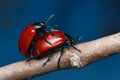 Adults of red leaf beetle Chrysomela populi mating Royalty Free Stock Photo