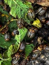 Adults, striped cockchafers, Colorado potato beetle on potato leaves Royalty Free Stock Photo