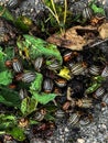 Adults, striped cockchafers, Colorado potato beetle on potato leaves Royalty Free Stock Photo