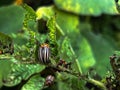 Adults, striped cockchafers, Colorado potato beetle on potato leaves Royalty Free Stock Photo