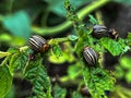 Adults, striped cockchafers, Colorado potato beetle on potato leaves Royalty Free Stock Photo