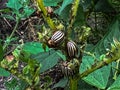 Adults, striped cockchafers, Colorado potato beetle on potato leaves Royalty Free Stock Photo