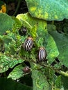 Adults, striped cockchafers, Colorado potato beetle on potato leaves Royalty Free Stock Photo
