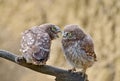 Adults and young little owls