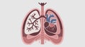 An advanced CT scan of the thoracic cavity, capturing lungs, heart, and ribs with detailed cross-sectional views.
