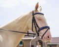 Dressage horse head. Cream akhal-teke horse portrait during dressage competition.