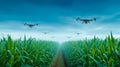 The advanced drones spraying crops in a lush green cornfield landscape Royalty Free Stock Photo