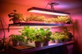 advanced led lighting setup for indoor hydroponic garden