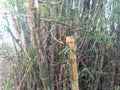Betung bamboo can prevent erosion Royalty Free Stock Photo