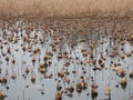 Withered lotus pond in winter Royalty Free Stock Photo