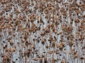 Withered lotus pond in winter Royalty Free Stock Photo