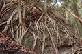 The roots of the banyan tree on a large rock. Golden Fig or Weeping Fig Ficus benjamina