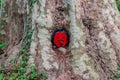 Small round red wooden door with a padlock and a black frame on a tree trunk Royalty Free Stock Photo