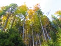 Colorful spruce and beech fores