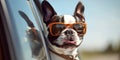 Adventure Awaits Boston Terrier Dog with Shades and Leash on Fun-Filled Summer Road Trip - Generative AI Royalty Free Stock Photo