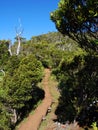 Adventure Awaits on the Pihea Trail on Kauai WFT