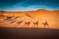Adventure camel riding tours in the Sahara desert camels shadows Royalty Free Stock Photo
