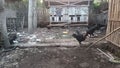 The adventure of chickens finding their own food