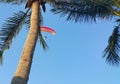 Adventure on flying parameter in blue sky over coconut field