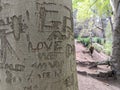 Words and love carved into the bark of a tree trunk