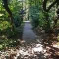 Adventure summer sun pathway trees walkway