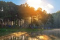 Adventures Camping and tent under the pine forest near water outdoor in morning Royalty Free Stock Photo