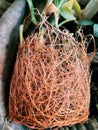 Adventures root plant roots science botony