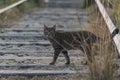 Adventurous cat walking along the train tracks in the middle of the forest at sunset, looking at the camera Royalty Free Stock Photo