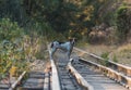 Adventurous dog walking along the train tracks in the middle of the forest at sunset, looking at the camera. Royalty Free Stock Photo