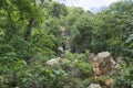 Adventurous hiker drinking water in dense tropical forest