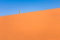 Adventurous man traveler hiking on sand dune in Namibia Royalty Free Stock Photo