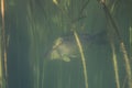 Adventurous picture of miror carp in nature habitat.