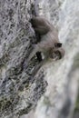 Adventurous Primate Conquering Rocky Cliff