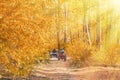 Adventurous quad biking in a sunlit autumn forest