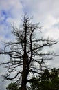 Dry tree against the background of the storm sky