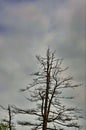 Dry tree against the background of the storm sky