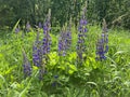 Field of bright purple lupines Royalty Free Stock Photo
