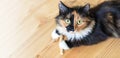 Advertising banner with three-color orange-black-and-white young cat is lying on wooden floor and looking at camera. Royalty Free Stock Photo