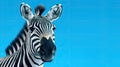 Advertising portrait, banner, beautiful white black skin zebra looking directly to the camera, isolated on blue Royalty Free Stock Photo