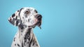 Advertising portrait, banner, black and white dalmatian with serious look, isolated on light blue background