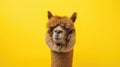 Advertising portrait, banner, cheerfu brownl alpaca with trimmed hair, looks straight, isolated on yellow background Royalty Free Stock Photo